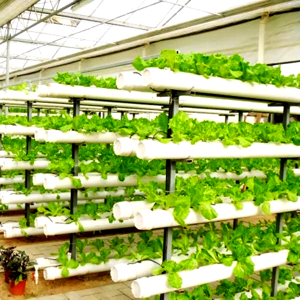 Outdoor Hydroponic Tower Grow  - đánh giá và giá Hydroponic Tower Garden