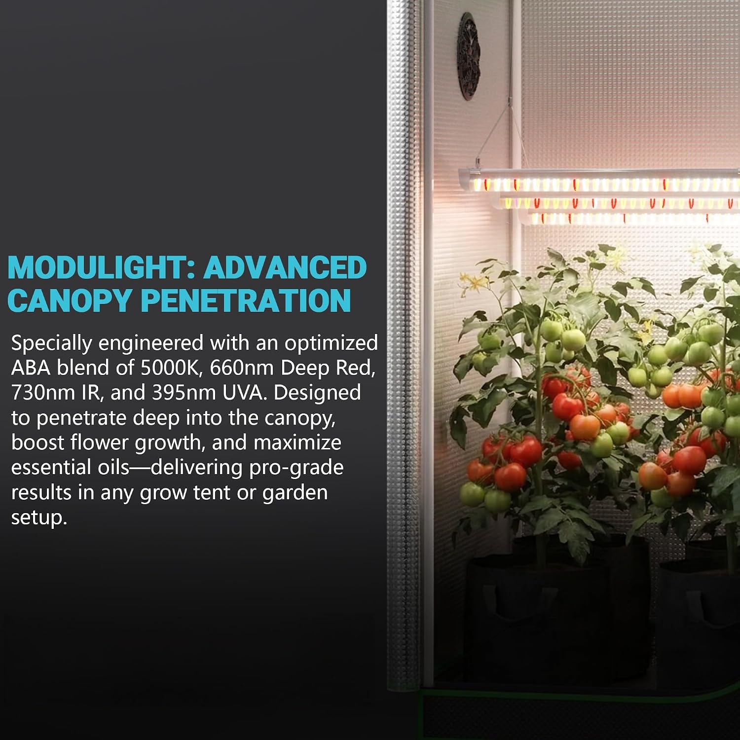 4x4 Complete Grow Tent Kit, 48 - đánh giá và giá Carbon Filter Grow 6 Inch