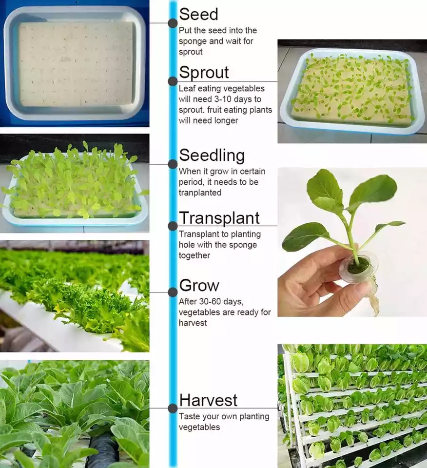 Hydroponic Vegetable Planter A - đánh giá và giá Hydroponic Growing System 36 Site
