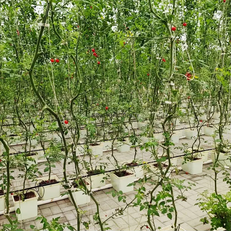 New Deep Water Culture 5 Gallo - đánh giá và giá Dwc Bucket System 5 Gallon